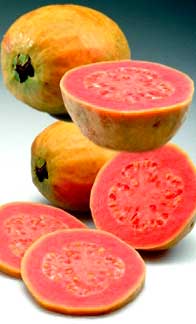 Guava Pulp Manufacturer Supplier Wholesale Exporter Importer Buyer Trader Retailer in Parbhani Maharashtra India